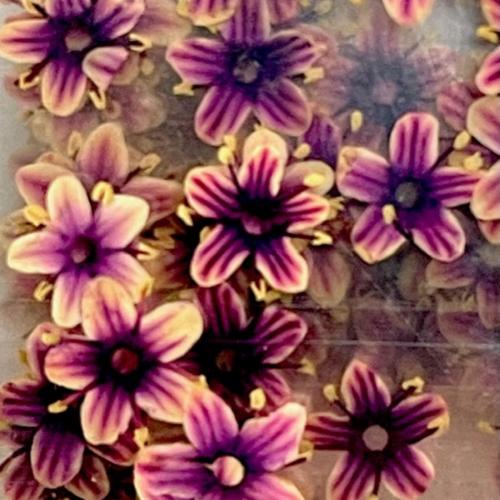 Dry Flowers Set H 
