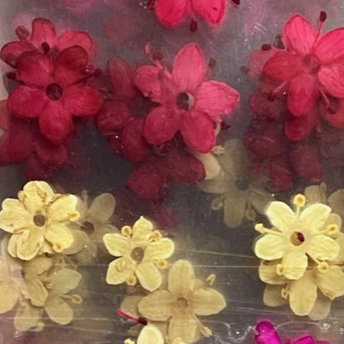 Dry Flowers Set C - 10 packs of 12 dry flowers each