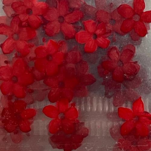 Dry Flowers Set D - 10 packs of 12 dry flowers each