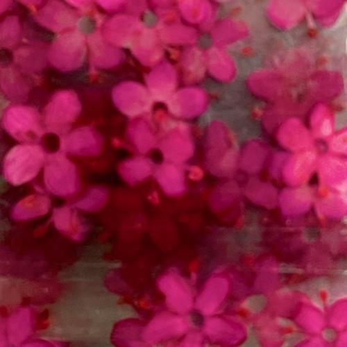 Dry Flowers Set E - 10 packs of 12 dry flowers each