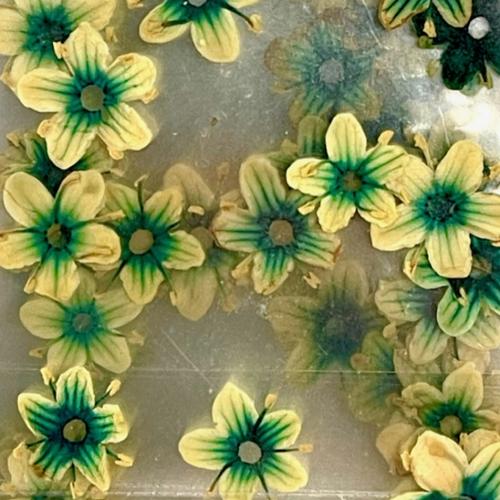 Dry Flowers Set F - 10 packs of 12 dry flowers each