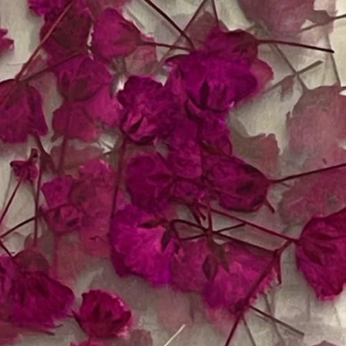 Dry Flowers Set N - 10 packs of 12 dry flowers each