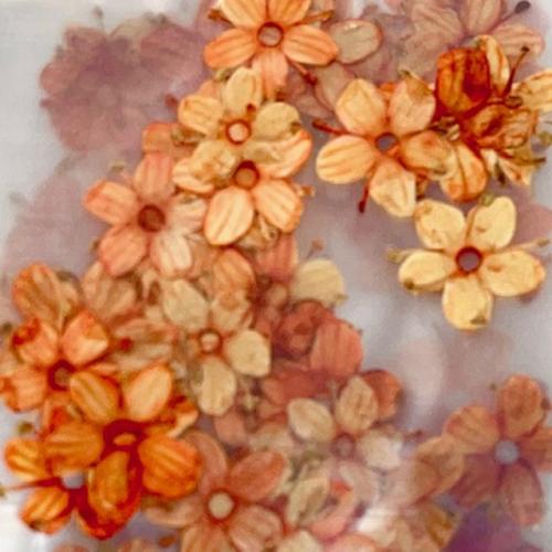 Dry Flowers Set Fall - 10 packs of 12 flowers each