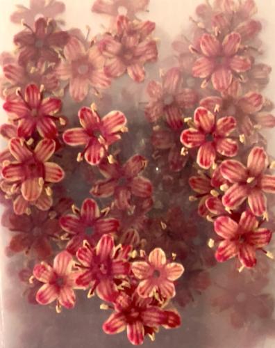 10 Packs Natural Dried Flowers Colorful Mixed  -AA